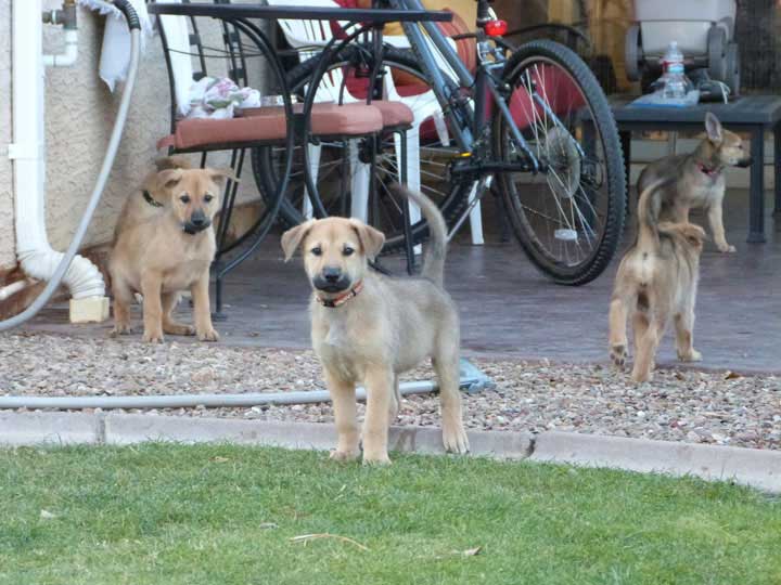 chinook dog